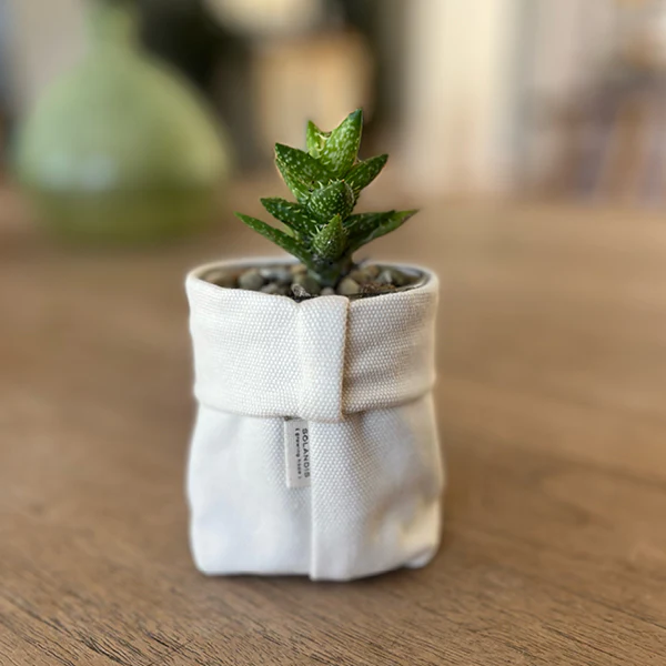 GG-ProductImages10 Succulent in a Soft Pot
