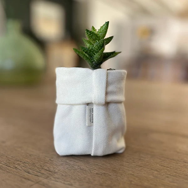 GG-ProductImages9 Succulent in a Soft Pot